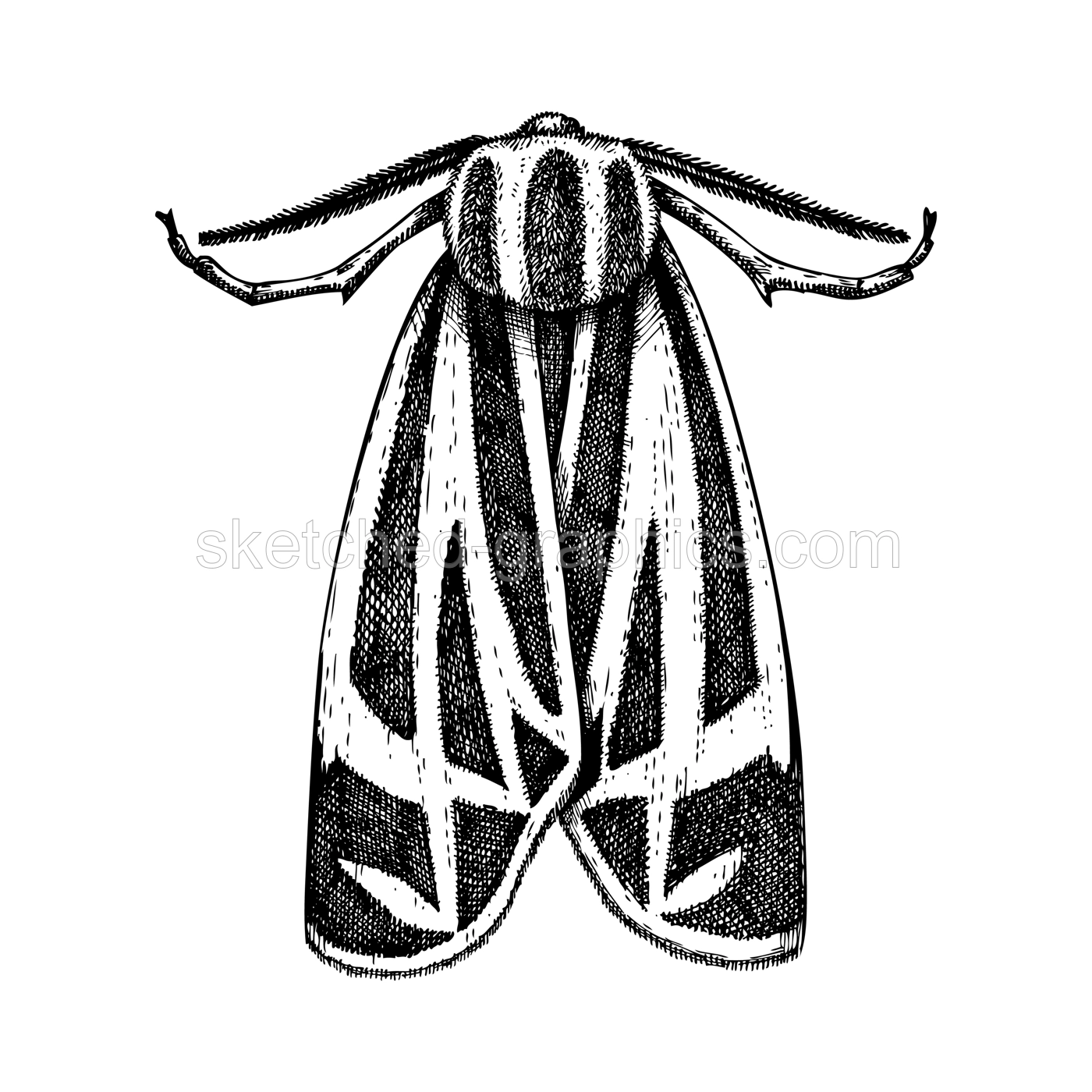 Sketched Jersey Tiger moth illustration. Hand-drawn butterfly in vintage style. Entomological vector drawing of insects isolated on white background. Illustration